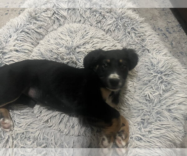 Medium Photo #1 Anatolian Shepherd-Unknown Mix Puppy For Sale in The Woodlands, TX, USA