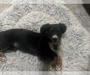 Anatolian Shepherd-Unknown Mix Dogs for adoption in The Woodlands, TX, USA