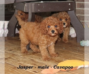 Cavapoo Puppy for sale in CLARKRANGE, TN, USA