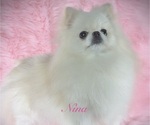 Small Photo #1 Pomeranian Puppy For Sale in KENNESAW, GA, USA