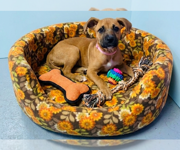 Medium Photo #2 Mutt Puppy For Sale in Genesee, WI, USA