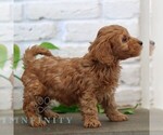 Small #3 Goldendoodle (Miniature)