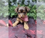 Small #8 Shorkie Tzu-Yorkshire Terrier Mix