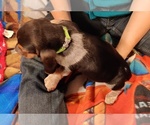 Small Photo #4 Bagle Hound-Basset Hound Mix Puppy For Sale in CENTRALIA, WA, USA