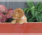 Queenie - Female Golden Retriever Puppy for Sale - Photo #4