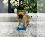 Small Photo #4 Pomeranian Puppy For Sale in GREENFIELD, IN, USA