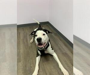 American Bulldog-Great Dane Mix Dogs for adoption in London, Ontario, Canada