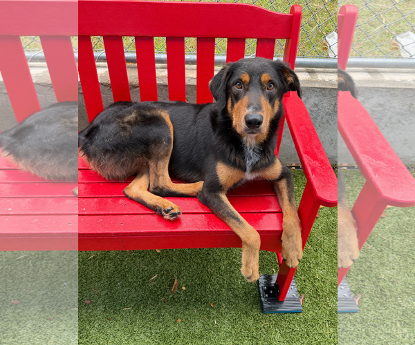 Medium Photo #2 Rottweiler-Unknown Mix Puppy For Sale in Hillsboro, NH, USA