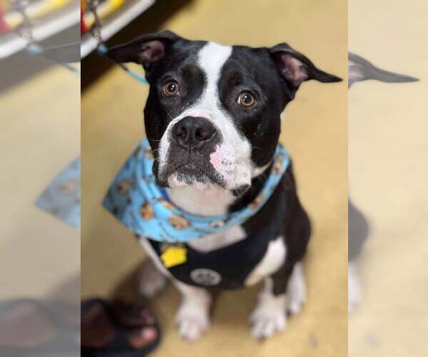 Medium Photo #7 Mutt Puppy For Sale in Rockville, MD, USA