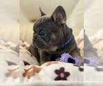 Small #4 French Bulldog
