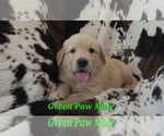 Puppy Green Paw Male Golden Retriever