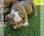 Small #9 Bulldog