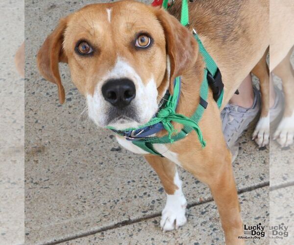 Medium Photo #8 Retriever -Unknown Mix Puppy For Sale in Washington, DC, USA