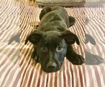Small Photo #3 American Pit Bull Terrier-Labrador Retriever Mix Puppy For Sale in Brewster, NY, USA