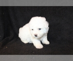 Small Photo #3 Bichon Frise Puppy For Sale in BLOOMINGTON, IN, USA