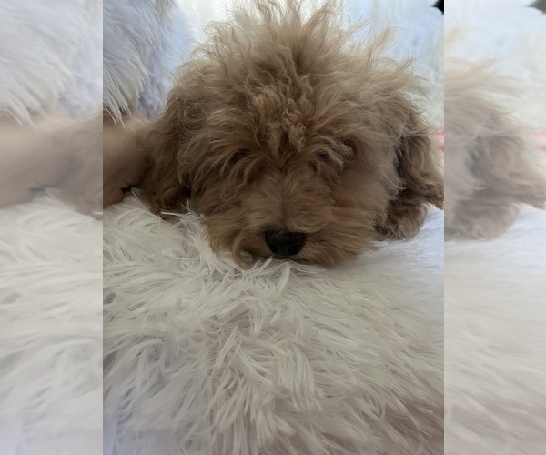 Medium Photo #1 Poodle (Toy) Puppy For Sale in LOWELL, MA, USA