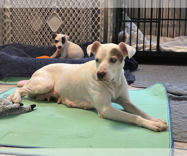 Medium Photo #3 Mutt Puppy For Sale in Holly Springs, NC, USA
