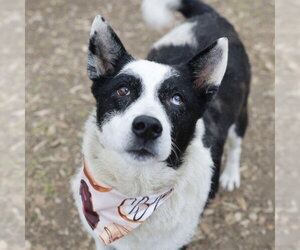 Border Collie-Unknown Mix Dogs for adoption in San Antonio, TX, USA