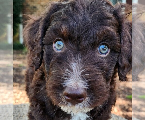 Medium Photo #1 F2 Aussiedoodle Puppy For Sale in COLUMBIA, TN, USA
