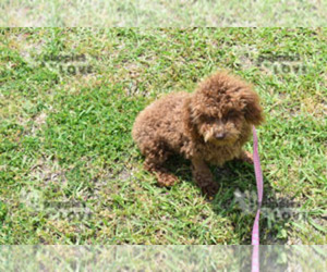 Poodle (Toy) Puppy for sale in SANGER, TX, USA