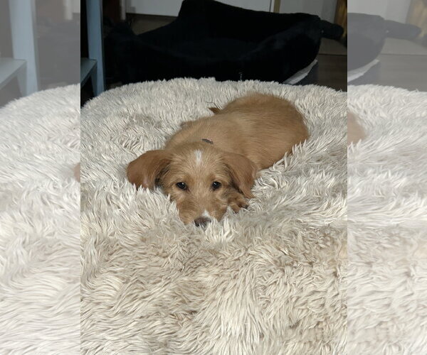 Medium Photo #1 Mutt Puppy For Sale in Mount Pleasant, SC, USA