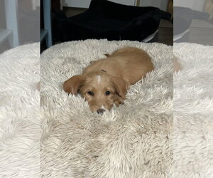 Mutt Dogs for adoption in Mount Pleasant, SC, USA