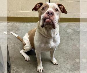 American Pit Bull Terrier-Unknown Mix Dogs for adoption in Texas City, TX, USA