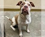 Small American Pit Bull Terrier Mix