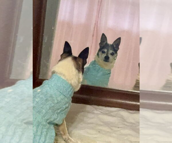 Medium Photo #6 Chihuahua-Unknown Mix Puppy For Sale in Mooresville, NC, USA