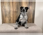 Puppy 1 Border Collie-Texas Heeler Mix
