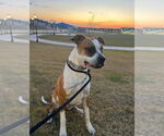 Small #3 Boxer Mix