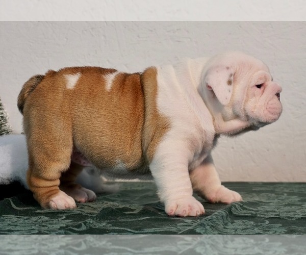 Medium Photo #4 English Bulldog Puppy For Sale in NAPPANEE, IN, USA