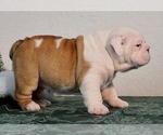 Small Photo #4 English Bulldog Puppy For Sale in NAPPANEE, IN, USA