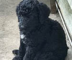 Small Photo #3 Poodle (Standard) Puppy For Sale in ABBEVILLE, LA, USA