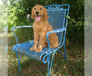 Golden Retriever Puppy for sale in PEYTON, CO, USA