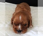 Small Photo #15 Cavalier King Charles Spaniel Puppy For Sale in CARLISLE, KY, USA