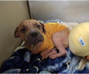 Chinese Shar-Pei Dogs for adoption in Bakersfield, CA, USA