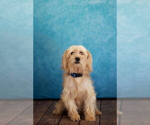 Poodle (Toy)-Unknown Mix Dogs for adoption in Belleville, IL, USA