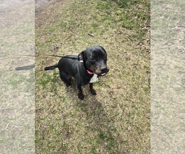 Medium Photo #8 American Pit Bull Terrier-Plott Hound Mix Puppy For Sale in New Hampton, NY, USA