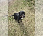 Small #7 American Pit Bull Terrier-Plott Hound Mix