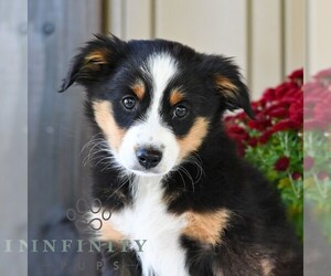 Miniature Australian Shepherd Puppy for sale in REBERSBURG, PA, USA