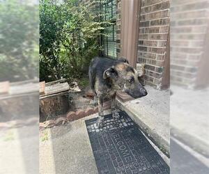 German Shepherd Dog Dogs for adoption in Houston, TX, USA