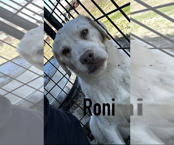 Medium Photo #4 Mutt Puppy For Sale in Evansville, IN, USA