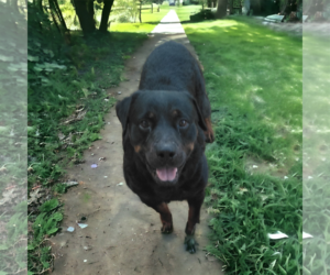 Rottweiler Dogs for adoption in Orange Grove, TX, USA