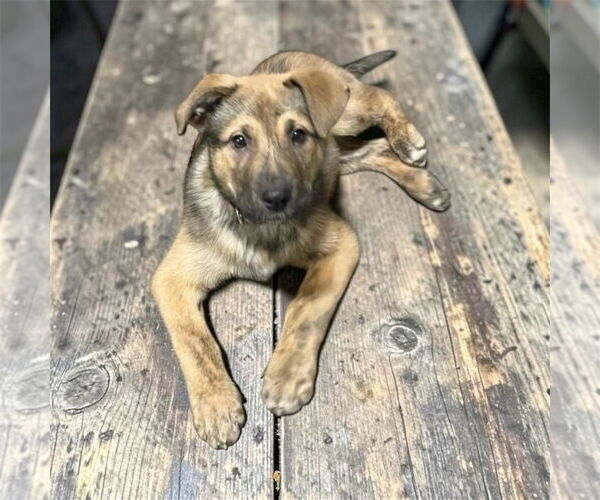 Medium Photo #3 Mutt Puppy For Sale in Bellingham, WA, USA