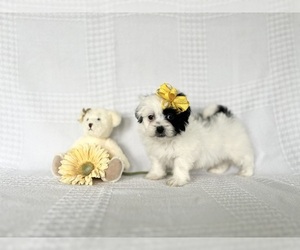 ShihPoo Puppy for sale in ELKTON, KY, USA