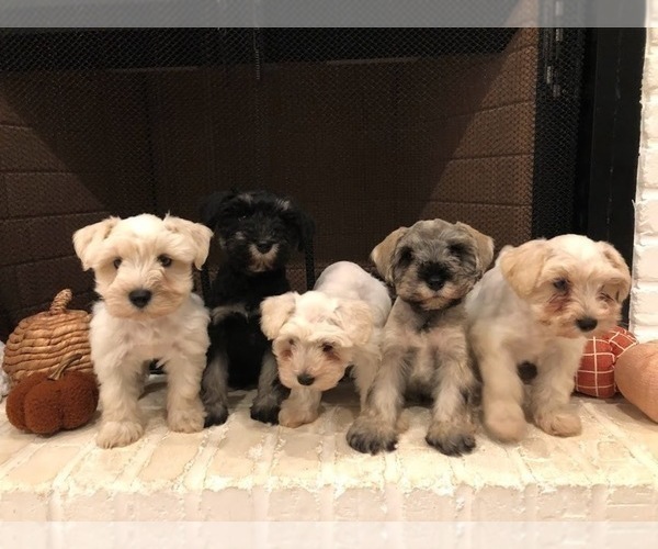 Medium Photo #1 Schnauzer (Miniature) Puppy For Sale in TAYLORS, SC, USA