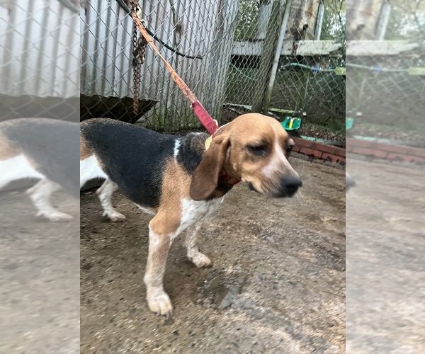 Medium Photo #1 Beagle-Poodle (Toy) Mix Puppy For Sale in NORWOOD, NC, USA