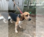 Small Photo #1 Beagle-Poodle (Toy) Mix Puppy For Sale in NORWOOD, NC, USA