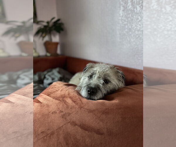 Medium Photo #5 Mutt Puppy For Sale in Princeton, MN, USA